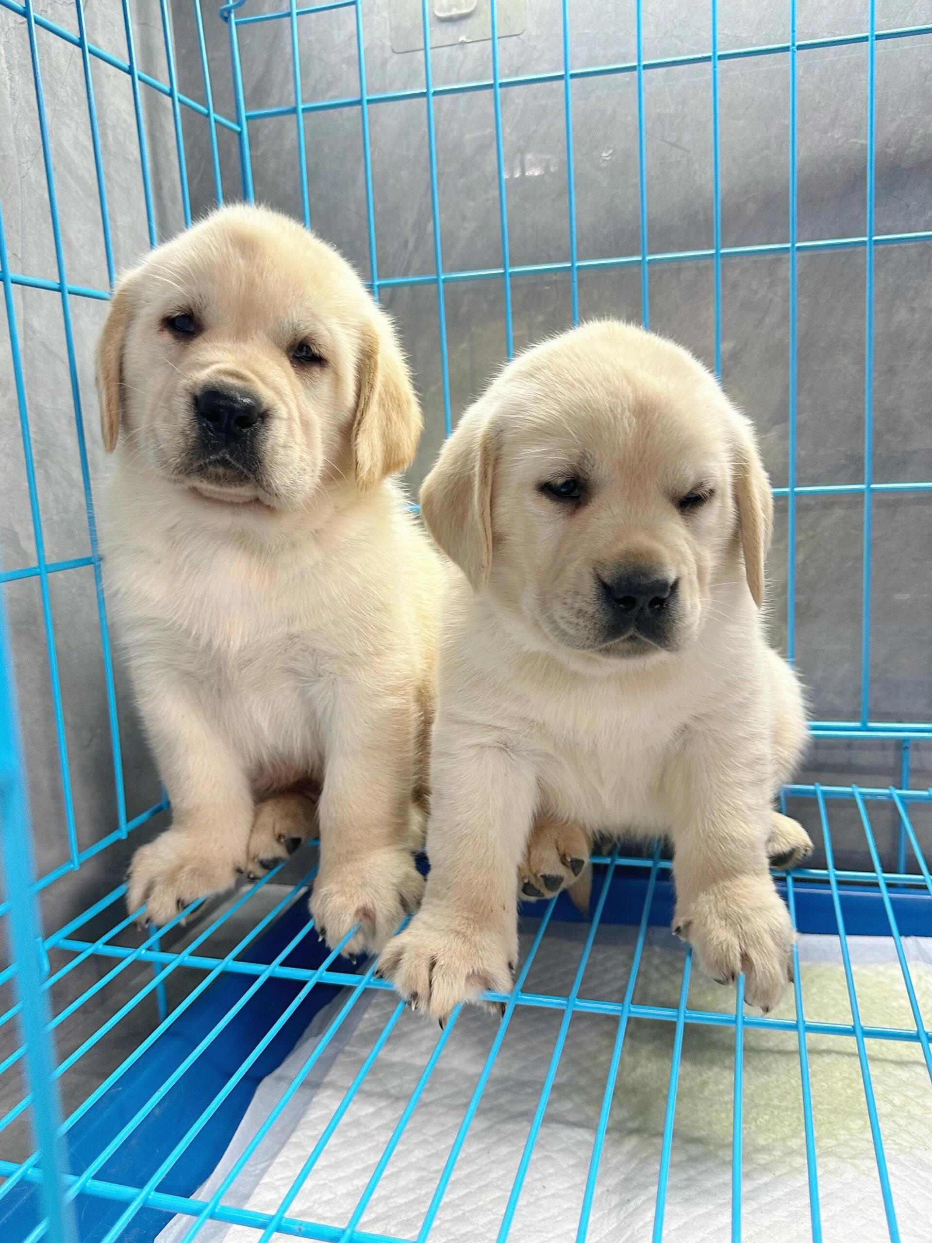 纯种拉布拉多幼犬公母都有